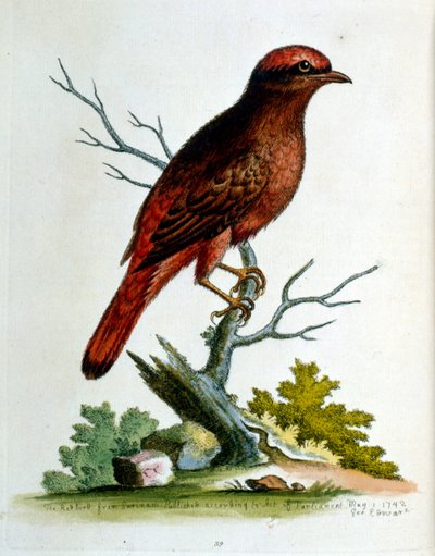 Watercolour illustration from a book of rare birds by G Edwards 1750 by George Edwards