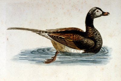 Watercolour Illustration from a Book of Rare Birds by G Edwards by George Edwards