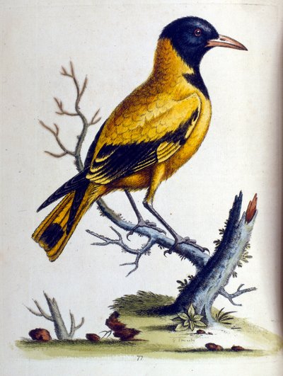 Watercolour Illustration from a Book of Rare Birds by G Edwards by George Edwards