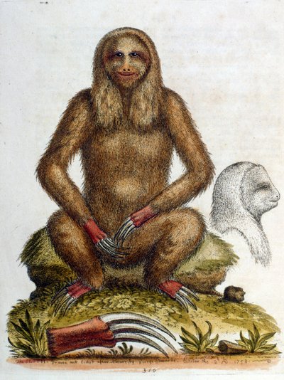 Watercolour illustration of a three-toed Sloth by G Edwards 1758 by George Edwards