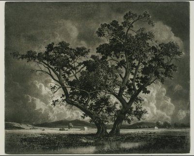 Old Cottonwoods, Colorado by George Elbert Burr