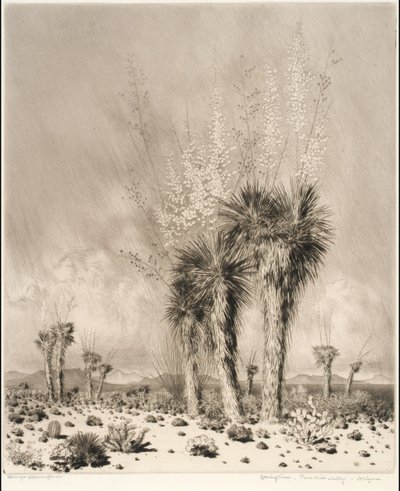 Springtime, Paradise Valley, Arizona by George Elbert Burr