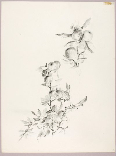 Untitled (Branches of Apple Tree) by George Elbert Burr