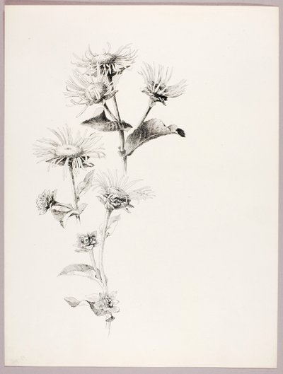 Untitled (Daisies) by George Elbert Burr
