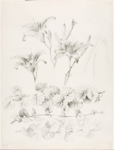 Untitled (Lilies and Ground-Ivy, Glecoma Hederacea) by George Elbert Burr