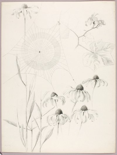 Untitled (Spiderweb and Daisies) by George Elbert Burr