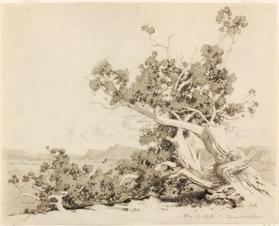 Untitled (Study for Old Cedars, New Mexico) by George Elbert Burr