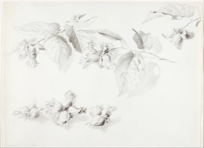 Untitled (Wild Hazelnut, Corylus Americana) by George Elbert Burr