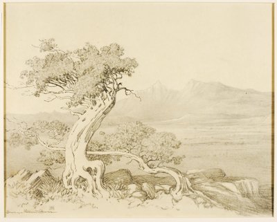Untitled (transfer drawing for Old Cedars and Spanish Peaks) by George Elbert Burr
