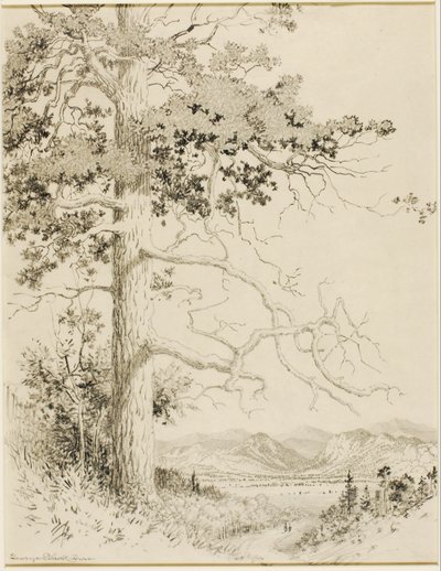 Transfer Drawing for Old Pine, Estes Park by George Elbert Burr