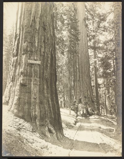 Drive through the Wawona, Mariposa Grove. Diameter 24 ft. by George Fiske