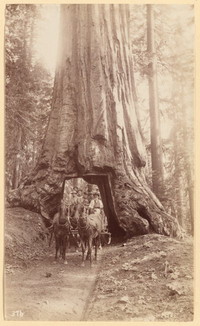 Wawona, Stage in the Tree, Mariposa Grove by George Fiske