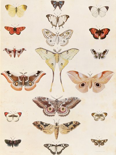 Lepidoptera from Natal and the Zulu country by George French Angas