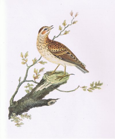 Woodlark, Nature in Britain Published by Collins by George Graves