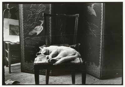 Cat on a chair in Breitner