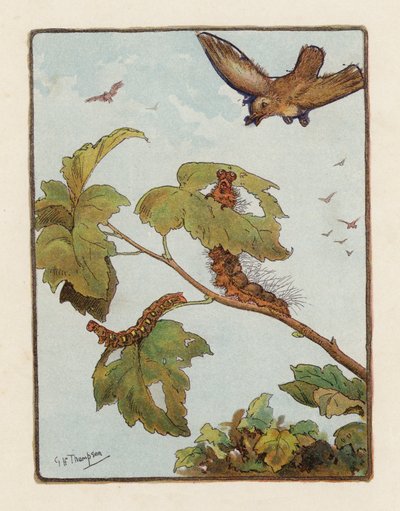 The Caterpillar by George Henry Thompson