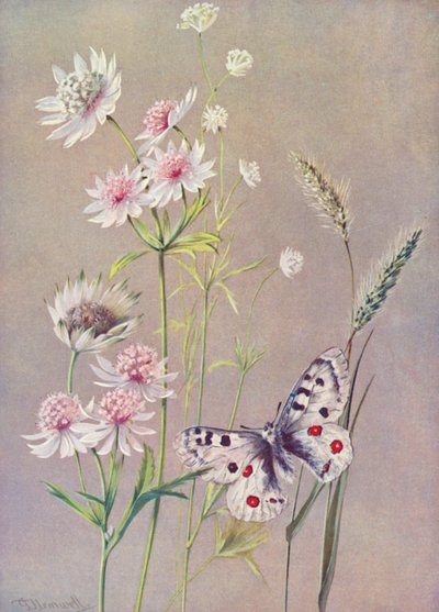 Astrantia major, A minor, and the Apollo butterfly by George Jackson Flemwell