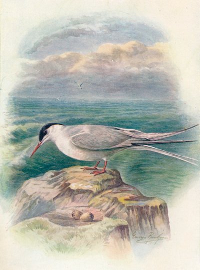 Arctic Tern - Sterna macrura, c1910 by George James Rankin