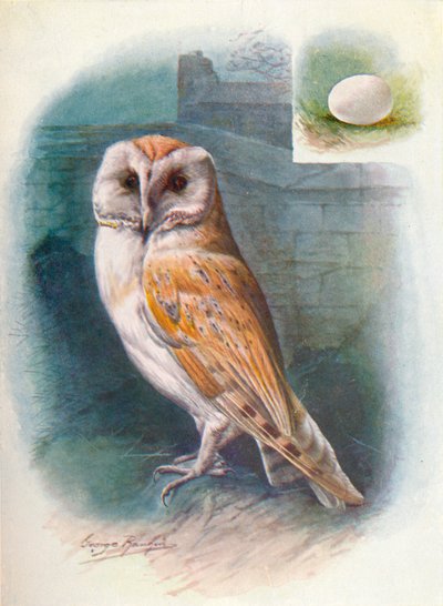 Barn-Owl - Strix flammea by George James Rankin