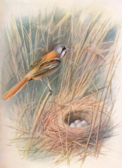 Bearded-Tit or Reedling - Panurus biarmicus by George James Rankin