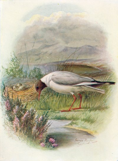 Black-Headed Gull - Larus ridibundus by George James Rankin