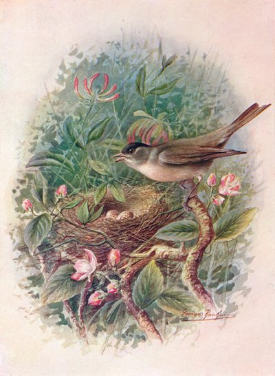 Blackcap - Sylvia Atricapilla by George James Rankin
