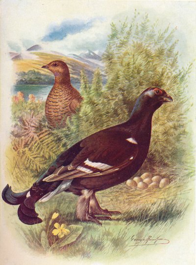 Blackcock or Black-Grouse - Tetrao tetrix by George James Rankin