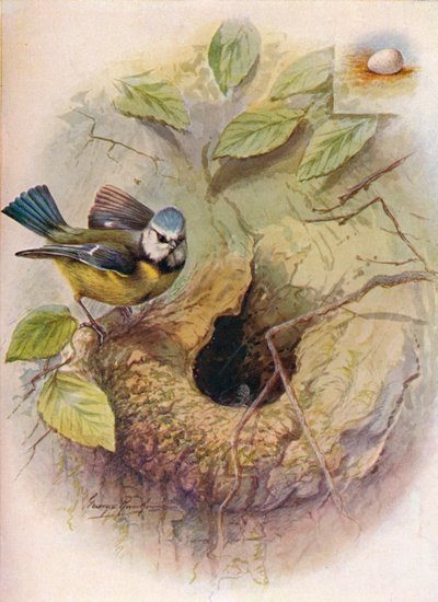 Blue Tit - Parus Caeruleus, c1910 by George James Rankin