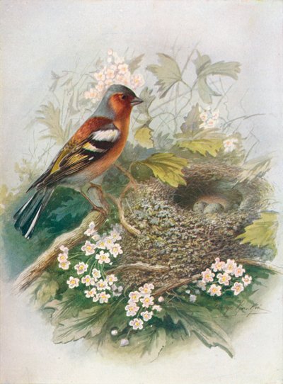Chaffinch - Fringilla coelebs, c1910 by George James Rankin