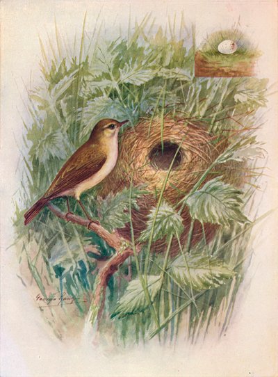 Chiff-Chaff - Phylloscopus Rufus by George James Rankin