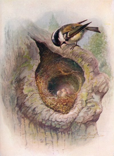 Coal-Tit - Parus Ater, c1910 by George James Rankin