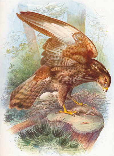 Common Buzzard - Buteo vulgaris by George James Rankin