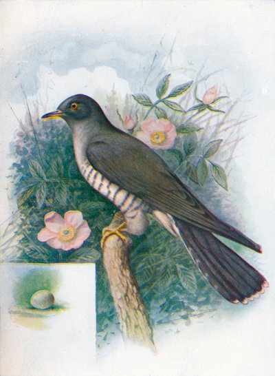Cuckoo - Cuculus canorus by George James Rankin