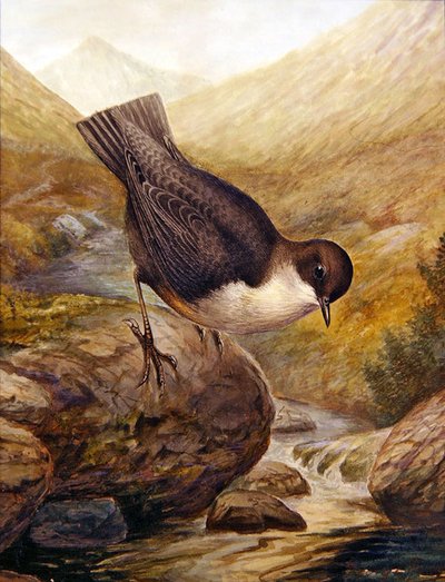 Dipper by George James Rankin
