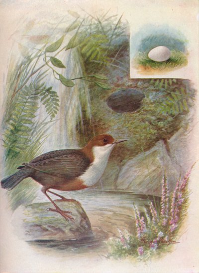 Dipper or Water-Ousel - Cinclus aquaticus by George James Rankin