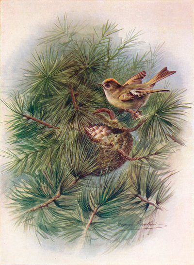Goldcrest - Regulus cristatus by George James Rankin
