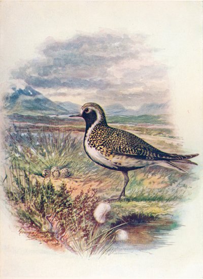 Golden Plover - Charadrius pluvialis by George James Rankin