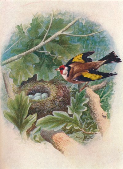 Goldfinch - Carduelis Elegans, c1910 by George James Rankin
