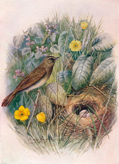 Grasshopper-Warbler - Locustella naevia by George James Rankin