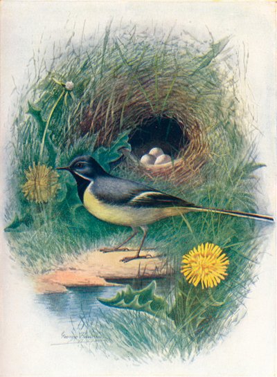 Gray Wagtail - Motacilla melanope by George James Rankin