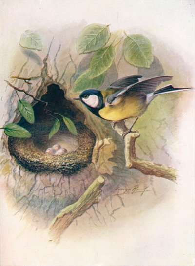 Great Tit - Parus major by George James Rankin