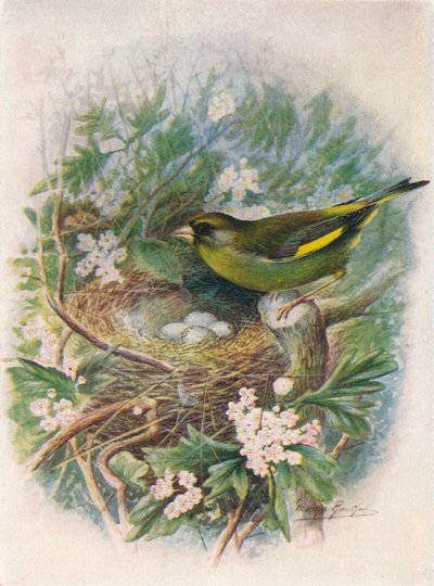 Greenfinch - Ligurinus chloris by George James Rankin