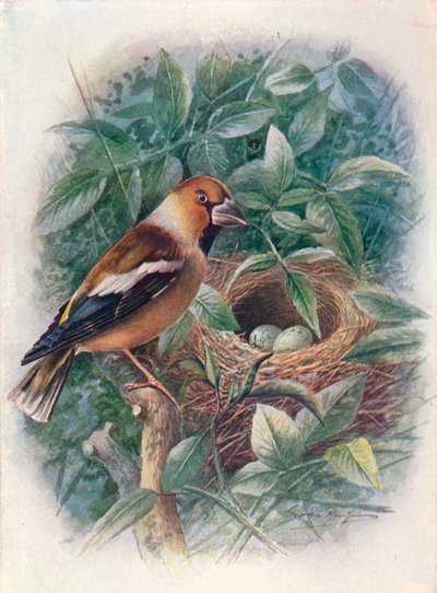 Hawfinch - Coccothraustes vulgaris by George James Rankin