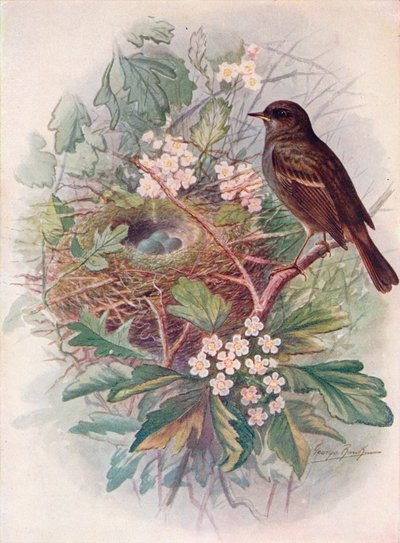 Hedgesparrow - Accentor modularis, c1910 by George James Rankin