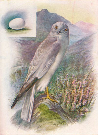 Hen-Harrier - Circus cyaneus, 1910 by George James Rankin