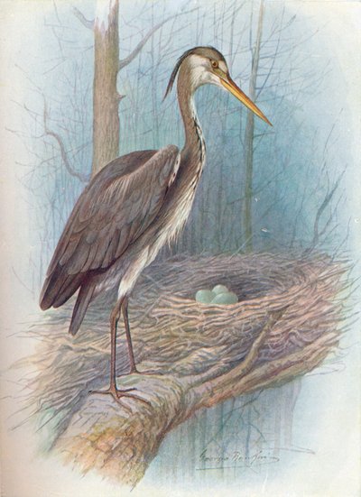 Heron - Ardea cinerea, c1910 by George James Rankin