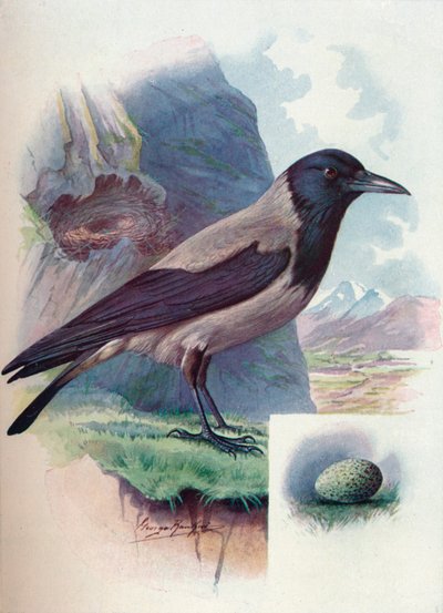 Hooded Crow - Corvus Cornix by George James Rankin