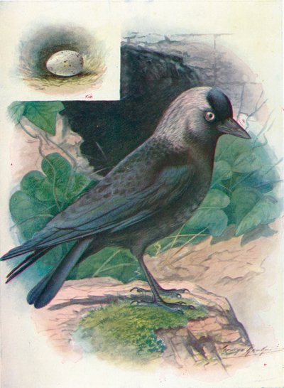 Jackdaw - Corvus monedula by George James Rankin