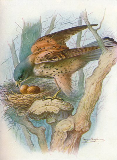 Kestrel - Falco Tinnunculus by George James Rankin