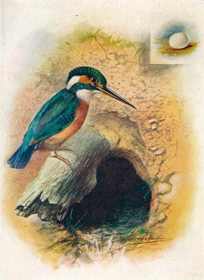 Kingfisher - Alcedo ispida by George James Rankin